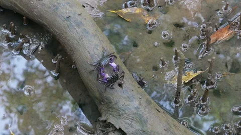 Two crabs (Sesarma) fighting with claws. Stock Footage 88334317
