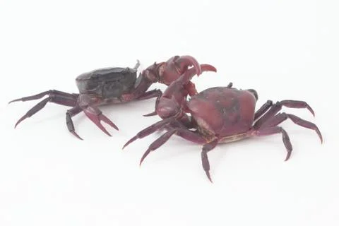 Two crabs on a white background. Stock Photos