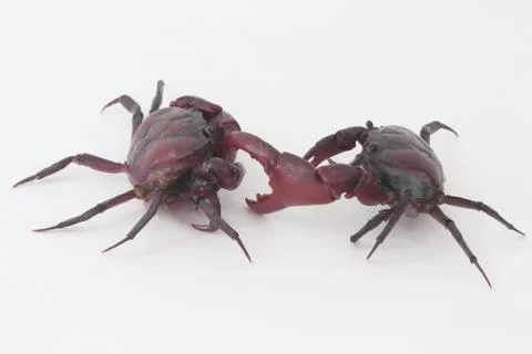 Two crabs on a white background. Stock Photos