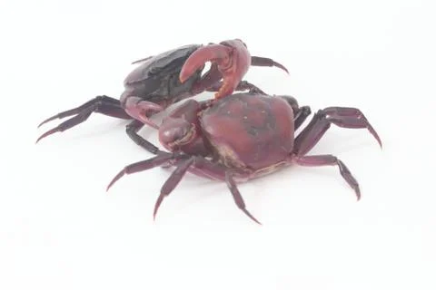 Two crabs on a white background. 스톡 사진