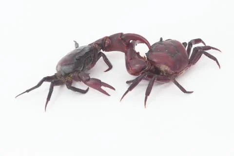 Two crabs on a white background. Stock-Fotos