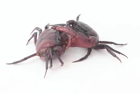 Two crabs on a white background. Stock Photos