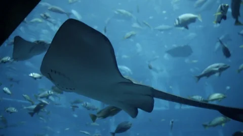 Two cramp-fish floating in deep blue water in big tank aquarium with Stock Footage 96108381