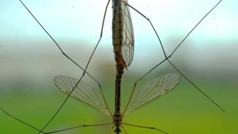 Two Crane fly, daddy-longlegs, mating, on window. mosquito breeding reproduction Stock Footage 134291557