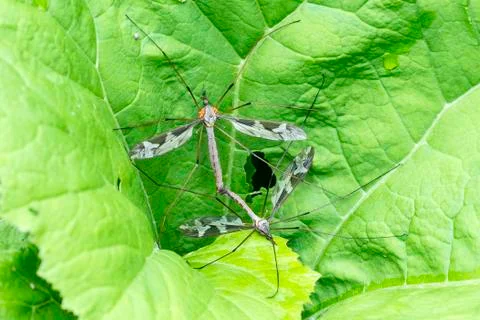 Two Craneflies (probably Tipula Maxima) in Copula, one infested with orange m Stock Photos