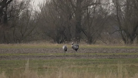 Two cranes are walking in the meadow, 4K slomo Stock Footage 237538137