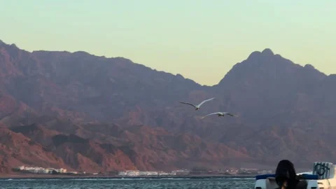 Two cranes birds Flying over Calm Red Sea beach at Sunrise with Mountains on the Stock Footage 341909383
