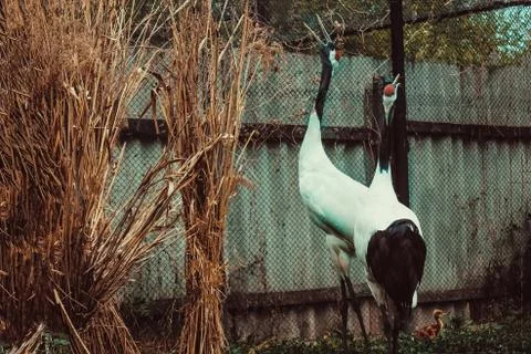 Two cranes in a cage. Stock Photos