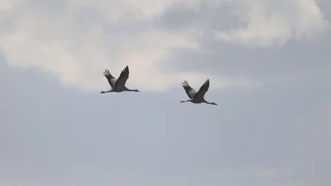 Two cranes in flight, 4K slomo Stock Footage 237531765