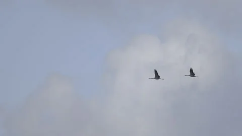 Two cranes in flight, 4K slomo Stock Footage 237535754