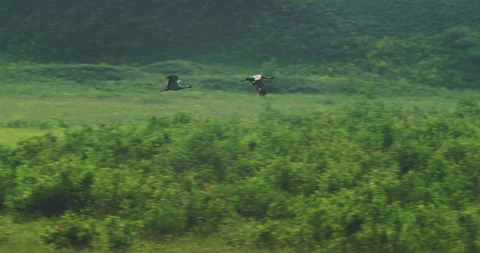 Two cranes flight Stock Footage 168515348