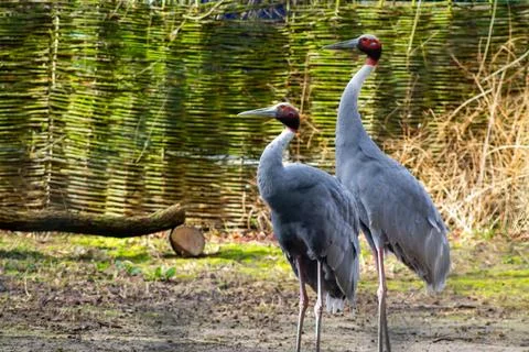 Two Cranes in a Natural Setting Stock Photos