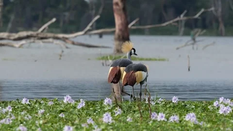 Two Cranes Walking by Flowered Lake Shore | 4K Wildlife Footage 스톡 동영상 312202035