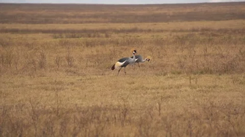 Two cranes walking in savanna Video stock 316314725