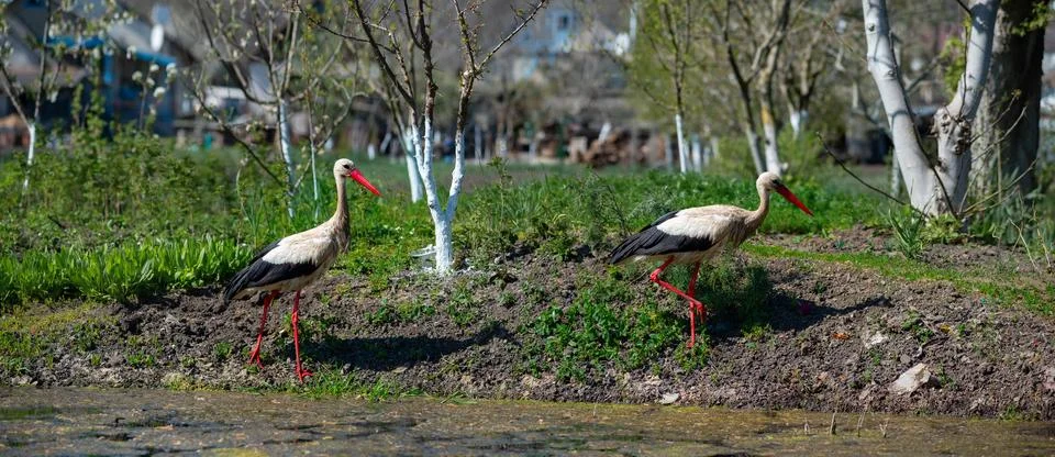 Two cranes wander through a vegetable garden. Stock Photos