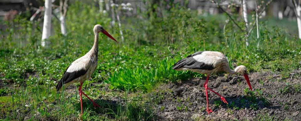 Two cranes wander through a vegetable garden. Stock Photos
