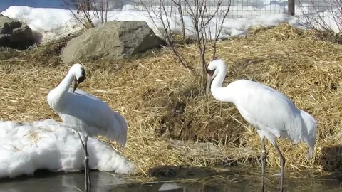 Two Cranes in Winter A Touch of Natures Beauty Stockbeeldmateriaal 348528088