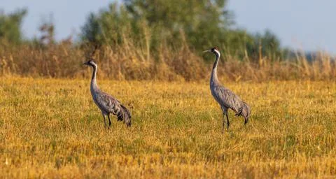 Two Cranes(Grus grus) in summertime field, Podlaskie Voivodeship, Poland, Eur Stock Photos