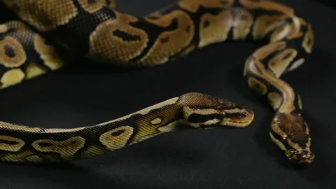 Two crawling royal pythons Stock Footage 88672799
