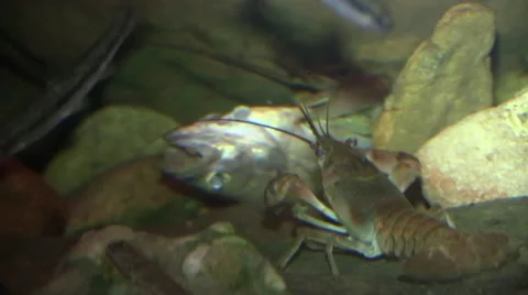 Two crayfish fighting over a fish on river bottom Stock Footage 66471852