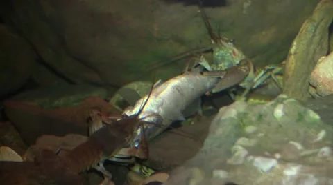 Two crayfish fighting over a fish on river bottom Video stock 66474525