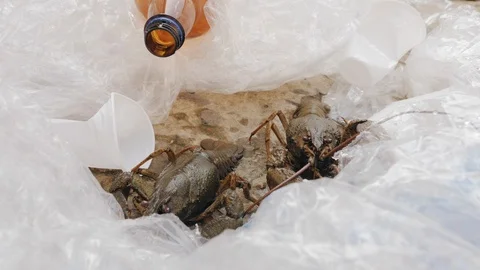 Two crayfish in plastic waste Stock Footage 121565078