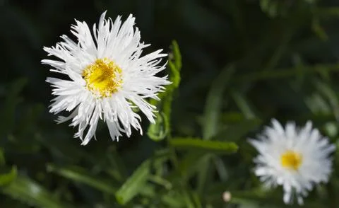 Two crazy daisies Stock Photos