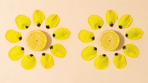 Two creative summer yellow flowers made of lemon and petals move. Stop motion Stock Footage 152910535