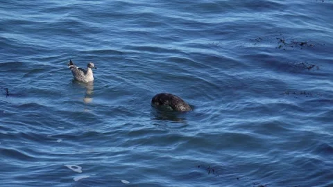 Two creatures on the ocean. Stock Footage 319814371