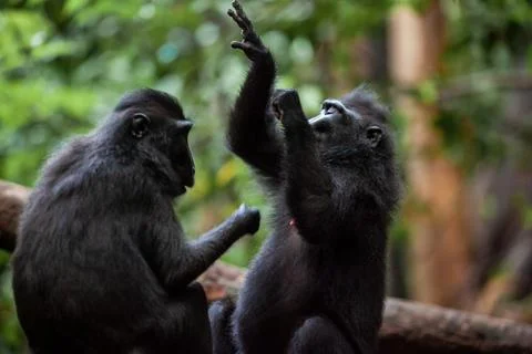 Two crested black macaque playing in the jungle, Tangkoko National Park Foto stock