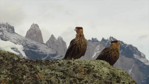 Two crested caracara sitting on a brunch with Torres del Paine behind, Patagonia Stock Footage 276865948