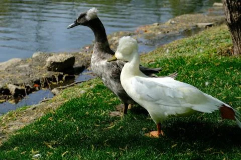 Two crested ducks by the water on green grass Stock Photos