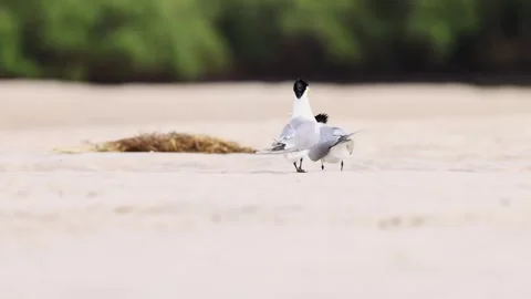 Two crested terns on a beach do a weird courtship dance. Stock Footage 306332285