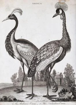 Two crested types of crane: the Balearic and Numidian. Etching by J. Pass. Stock Illustration