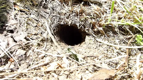 Two Crickets one home. Stock Footage 36717352