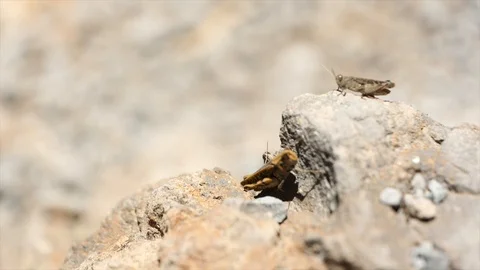 Two Crickets sitting next to one another Vídeo Stock 123586547