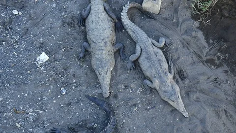 Two crocks nappin Stock Footage 126615897