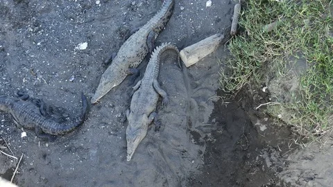 Two crocks peacing out Stock Footage 126615909