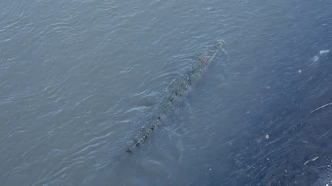 Two crocks swimming upstream Stock Footage 126615974