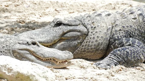 Two crocodile resting on the beach Stock Footage 50853322