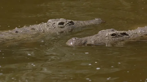 Two crocodiles floating past each other Stock Footage 39870510