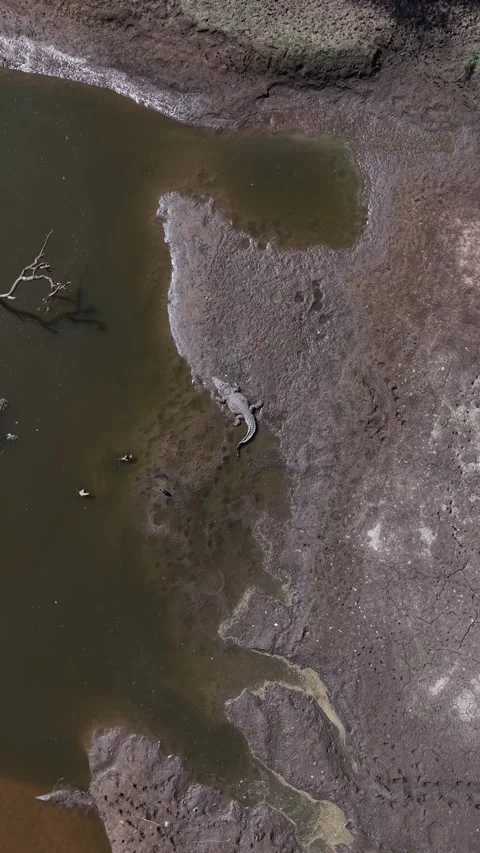 Two Crocodiles in the Limpopo river Video stock 342127300