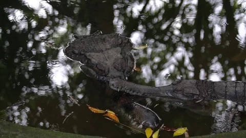 Two crocodiles or alligators floating and relaxing in lake Stock Footage 83513024