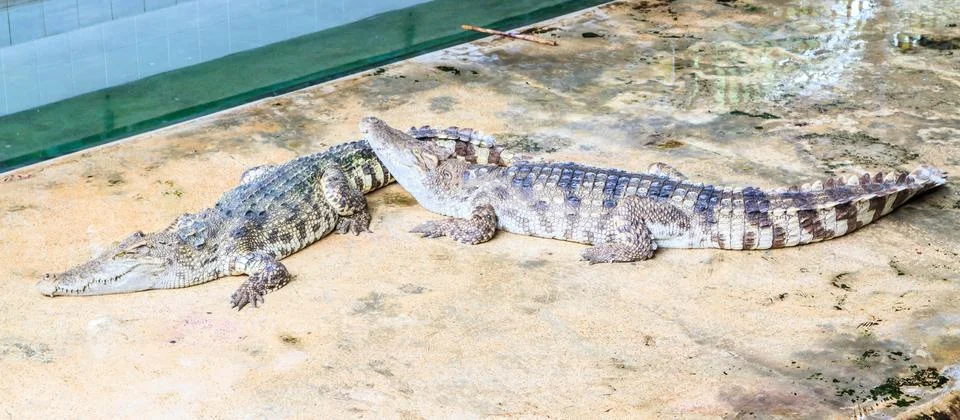 Two crocodiles Stock Photos
