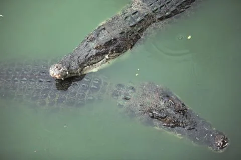 Two crocodiles Stock Photos