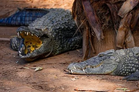 Two crocodiles resting on dry ground under tree shade in wildlife enclosure. Stock Photos