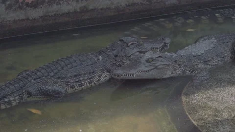 Two Crocodiles Resting Together in Water, Cinematic Wildlife 4K Stock Video Video stock 335570981