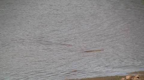 Two crocodiles in the river Stock Footage