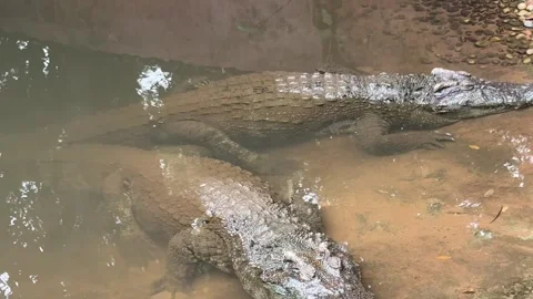 Two Crocodiles Sunbathing in a Zoo Pond on a Sunny Day 스톡 동영상 339263750