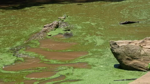 Two crocodiles swim in green algae-covered water. Stock Footage 233020195